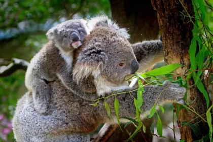 Bigger view of koala